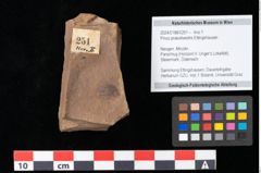 Foto (Objekt + Etikett) von Pinus praesilvestris Ettingshausen (NHMW-GEO-2024-0188-0251)
